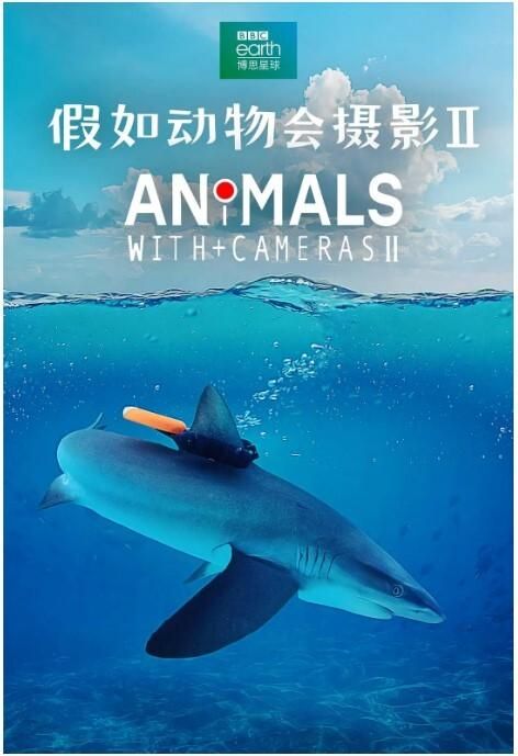 假如动物会摄影第二季